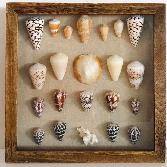 Rare Hawaiian Shell Art Shadowbox - Picture 3 of 3